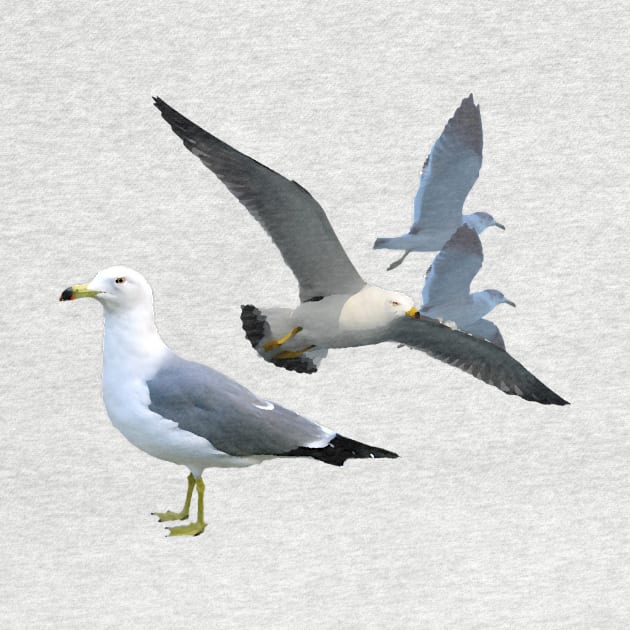 Black Tailed Gulls by stargatedalek